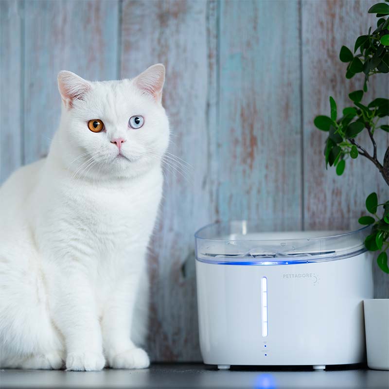 Pettadore partnership announcement